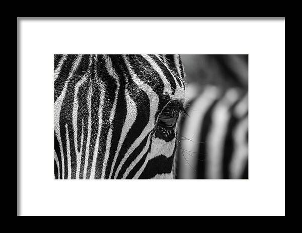 Animal Framed Print featuring the photograph Looking At Me - BW by Teresa Wilson