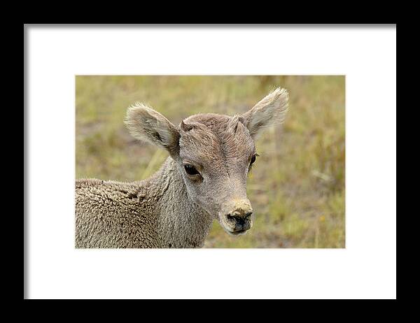 Yellowstone Framed Print featuring the photograph Looking at You Kid by Bruce Gourley