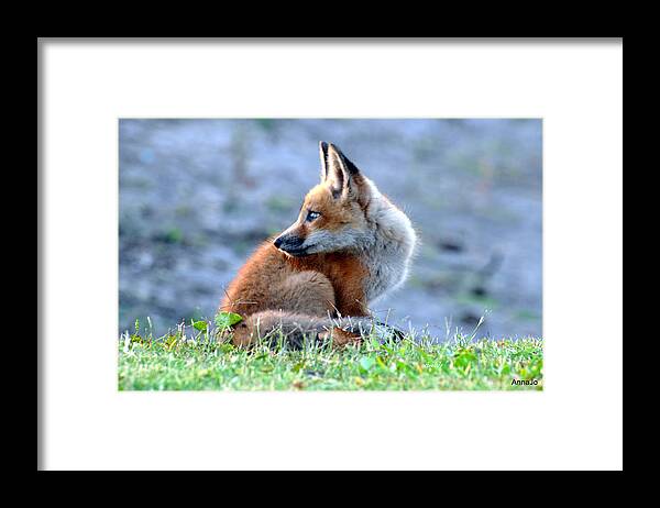 Red Fox Framed Print featuring the painting Looking back by AnnaJo Vahle