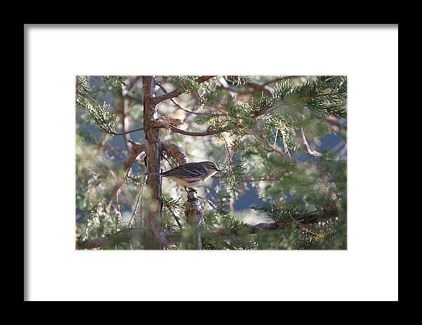 Bird Framed Print featuring the photograph Looking for a meal by David Barker