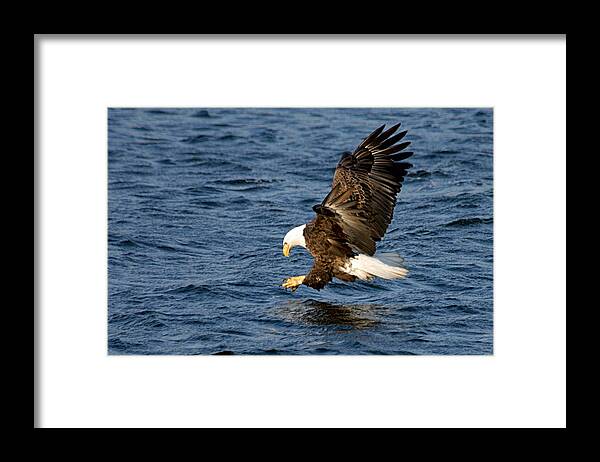 American Bald Eagle Framed Print featuring the photograph Looking for Fish by Larry Ricker