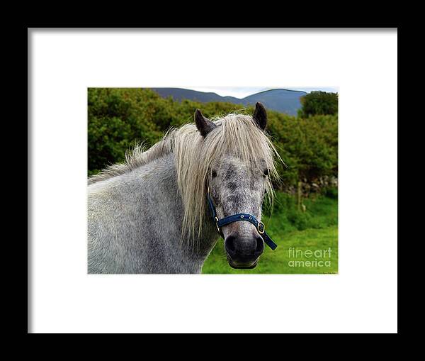 Horse Photography Framed Print featuring the photograph Looking for Handouts on the Dingle Peninsula by Patricia Griffin Brett