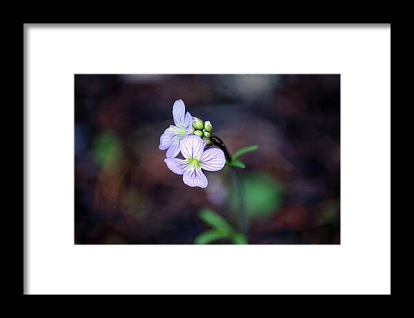 Flowers Framed Print featuring the photograph Looking for Light by Ben Upham III