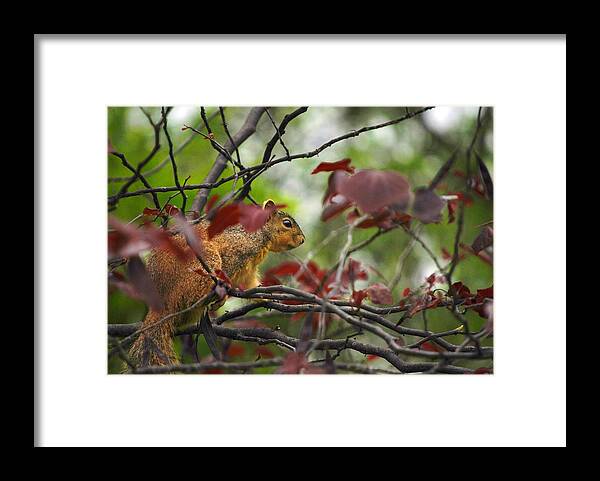 Squirrels Framed Print featuring the photograph Looking for Love by Donna Shahan