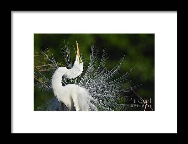 Great White Egret Framed Print featuring the photograph Looking For Love by Julie Adair