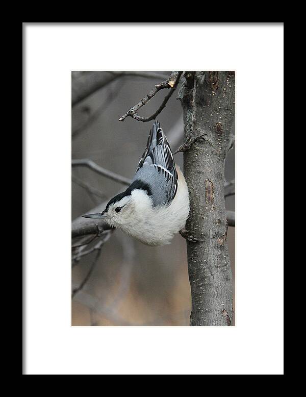 Bird Framed Print featuring the photograph Looking For Seeds by Doris Potter