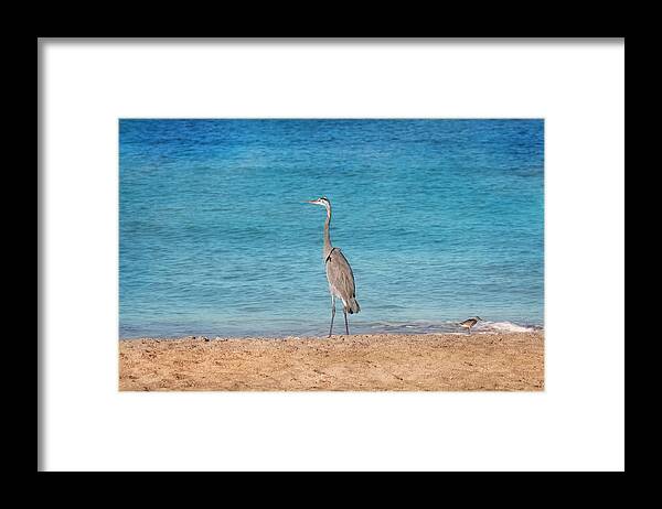Great Blue Heron Framed Print featuring the photograph Looking Out To Sea by Kim Hojnacki