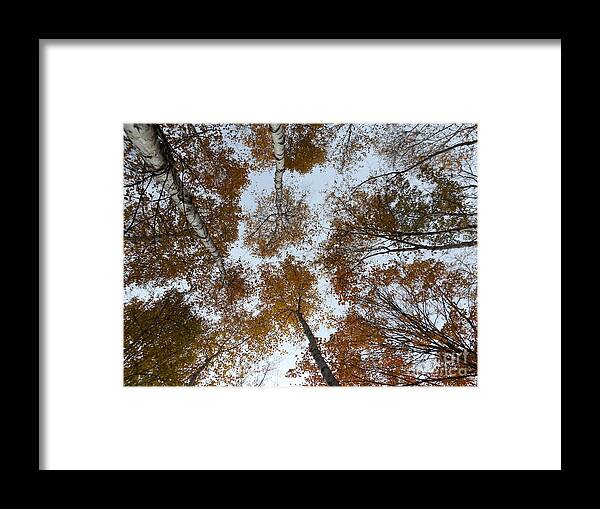 Up Framed Print featuring the photograph Looking up at the Birches by Erick Schmidt