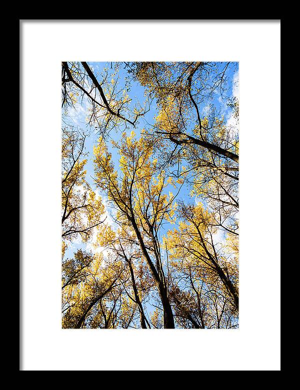 Bill Kesler Photography Framed Print featuring the photograph Looking Up by Bill Kesler