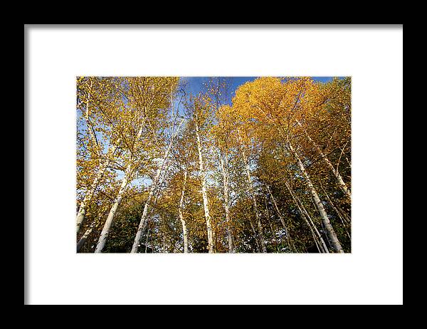 Rangeley Framed Print featuring the photograph Looking up by Darryl Hendricks
