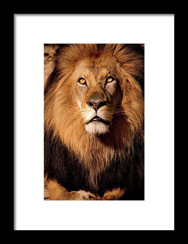 Animal Framed Print featuring the photograph Looking Up by Don Johnson