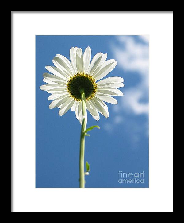 Daisy Framed Print featuring the photograph Looking Up by Idaho Scenic Images Linda Lantzy