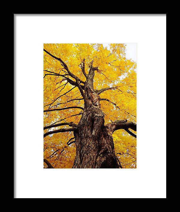 Trees Framed Print featuring the photograph Looking Up by Lori Frisch
