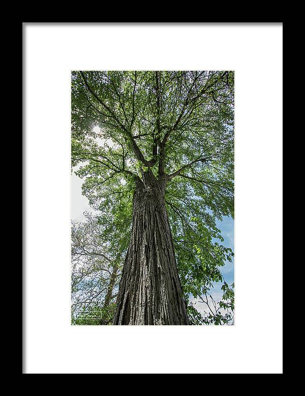 Fine Art Framed Print featuring the photograph Looking Up by Kim Sowa
