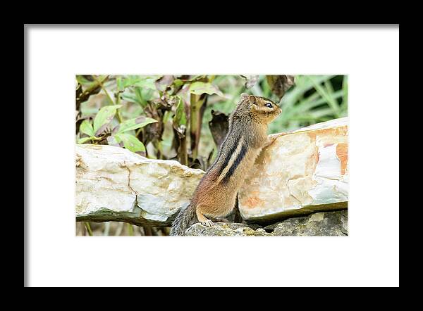 Lookout Framed Print featuring the photograph Lookout by Peter Ponzio