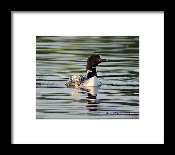 Wildlife Framed Print featuring the photograph Loon 1 by Steven Clipperton