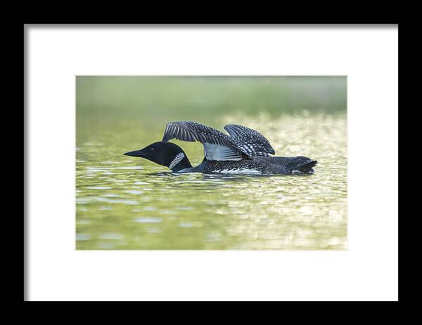 Loon Framed Print featuring the photograph Loon 5 by Vance Bell