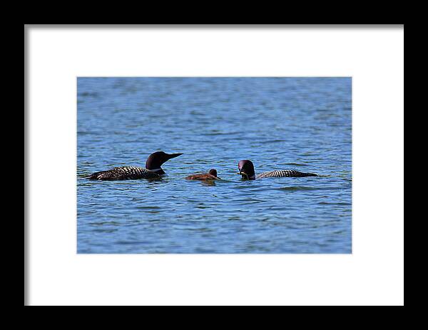 Loon Framed Print featuring the photograph Loon Family Feeding Time by Nancy Dunivin
