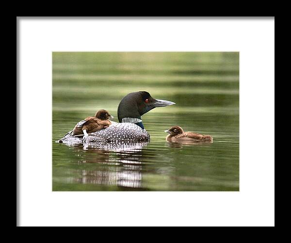 Common Loon Framed Print featuring the photograph Loon Family in Sunlight by Sandra Huston