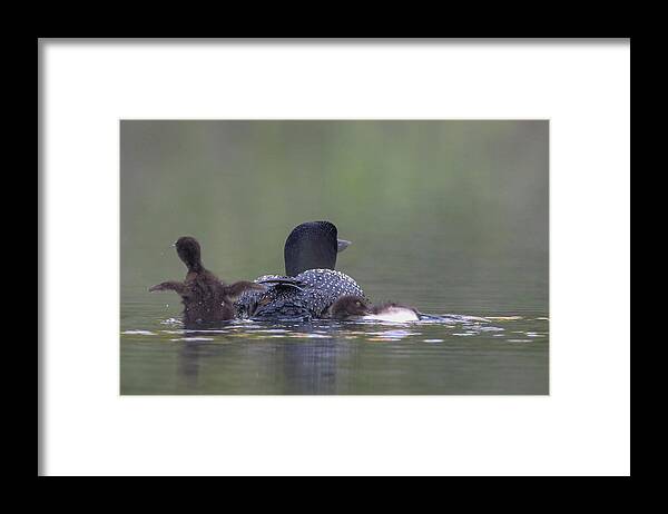 Loon Framed Print featuring the photograph Loon Time by Brook Burling
