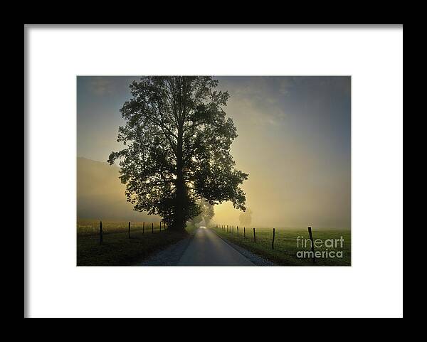Tree Framed Print featuring the photograph Loop Rd Sunrise by Douglas Stucky