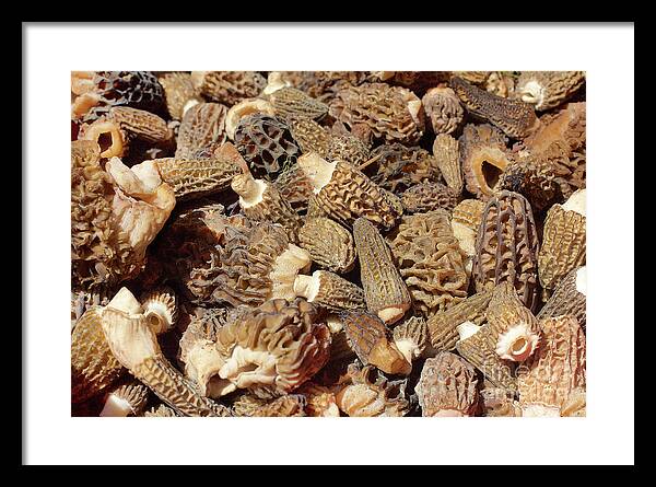 Mushroom Framed Print featuring the photograph Loose Morels by Bruce Block