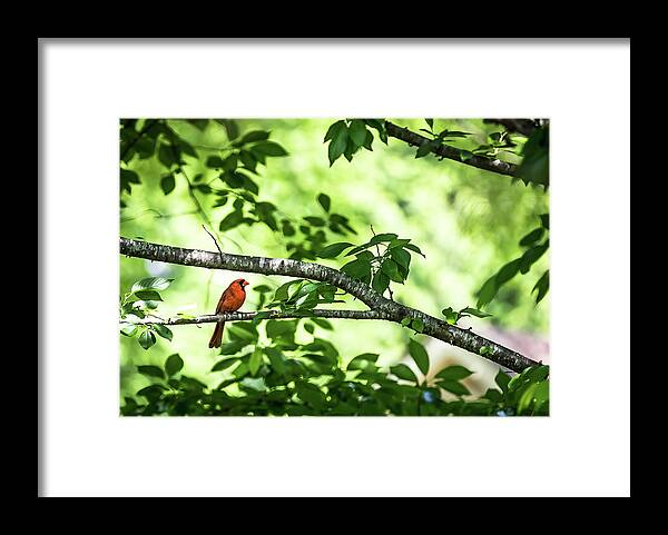 Policebird Framed Print featuring the digital art Lord Redbird and the Bokeh by Ed Stines