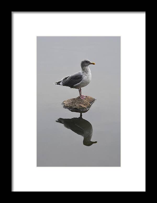 Seagull Framed Print featuring the photograph Lost in the Lagoon by Richard Andrews