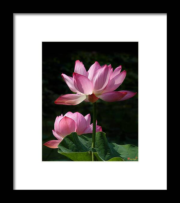 Nature Framed Print featuring the photograph Lotus Beauties--Upstaged DL048 by Gerry Gantt