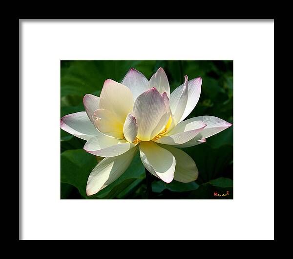 Nature Framed Print featuring the photograph Lotus Beauty--Disheveled DL061 by Gerry Gantt