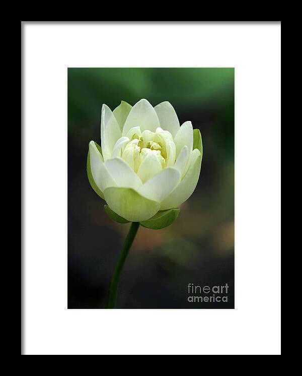 Lotus Framed Print featuring the photograph Lotus Blooming by Sabrina L Ryan