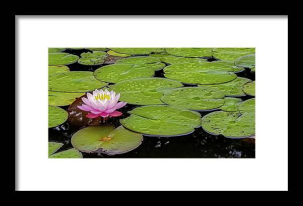 Water Lily Framed Print featuring the photograph Lotus Blossom by Holly Ross