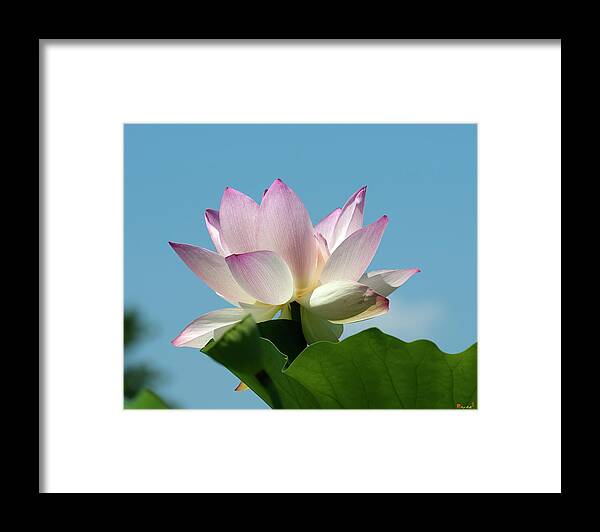 Lotus Framed Print featuring the photograph Lotus--Blue Sky i DL0104 by Gerry Gantt