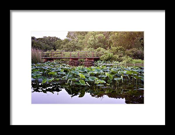 American Lotus Framed Print featuring the photograph Lotus Bridge by Lana Trussell
