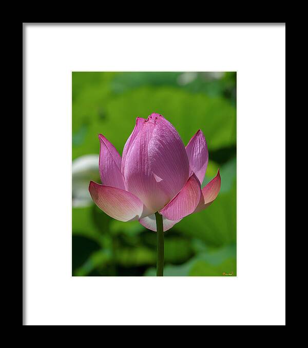 Lotus Framed Print featuring the photograph Lotus Bud--Opening Up ii DL0091 by Gerry Gantt