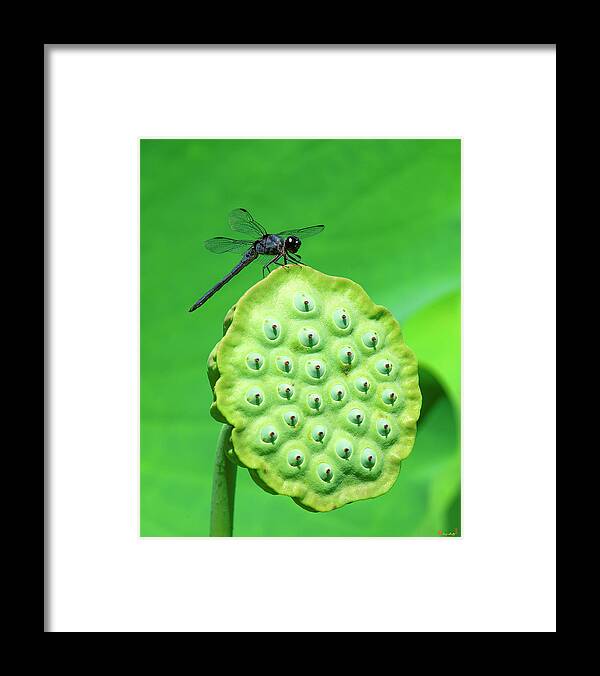 Lotus Framed Print featuring the photograph Lotus Capsule and Slaty Skimmer Dragonfly DL0106 by Gerry Gantt