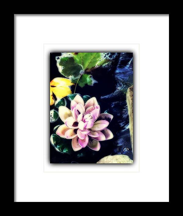 Flower Framed Print featuring the photograph Water lily by Christine Paris