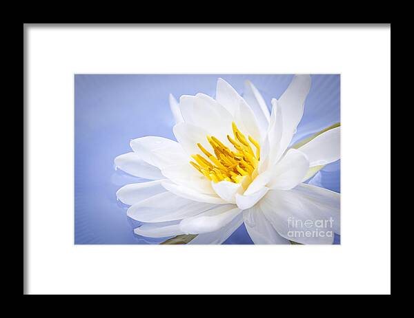 Lotus Framed Print featuring the photograph Lotus flower 2 by Elena Elisseeva