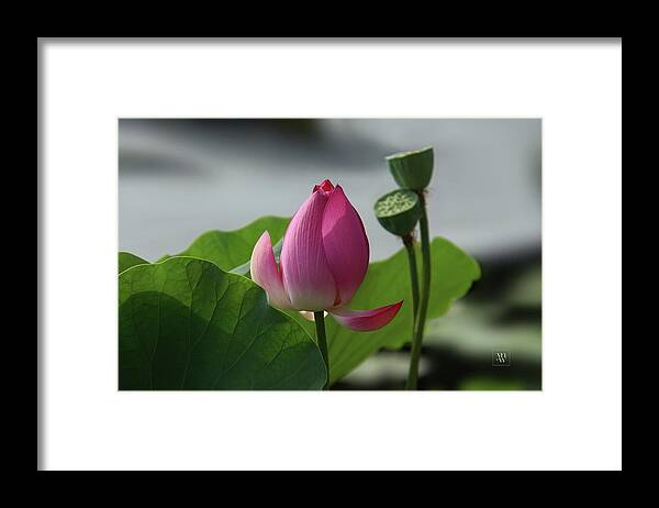 Lotus Flowers Framed Print featuring the photograph Lotus Flower in Pure Magenta by Yvonne Wright