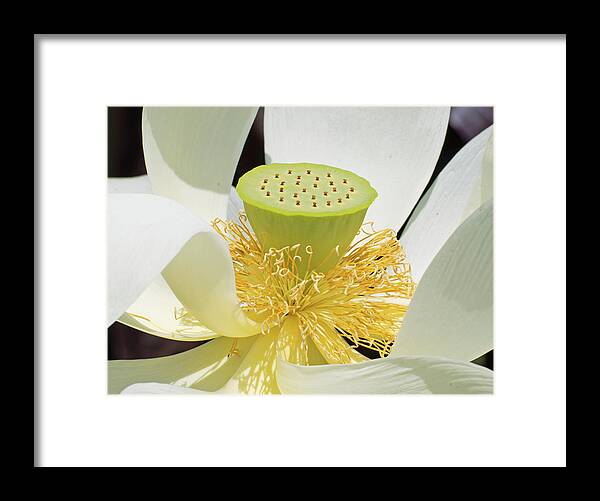 Lotus Framed Print featuring the photograph Lotus, Ischia, Italy by Curt Rush