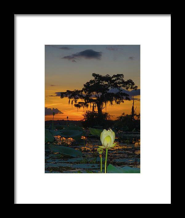 Orcinus Fotograffy Framed Print featuring the photograph Lotus On Da bayou by Kimo Fernandez