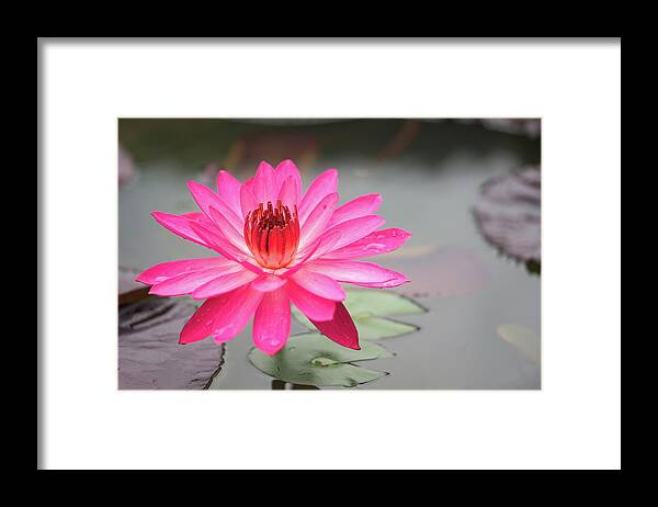 Lotus Framed Print featuring the photograph Lotus Pond by Ivan Franklin