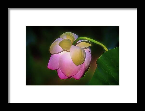 Flora Framed Print featuring the photograph Lotus, Upside Down by Cindy Lark Hartman