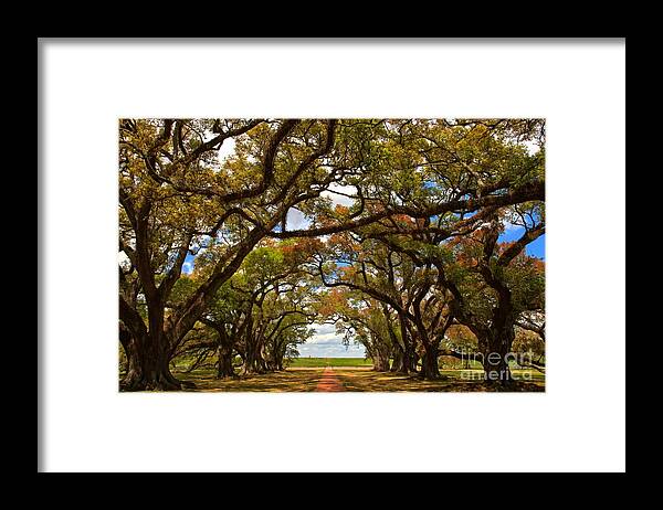 Oak Alley Framed Print featuring the photograph Louisiana Avenue Of The Oaks by Adam Jewell