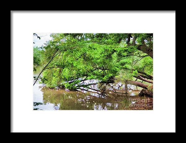 Landscape Framed Print featuring the photograph Louisiana Jefferson Lake Trees by Chuck Kuhn