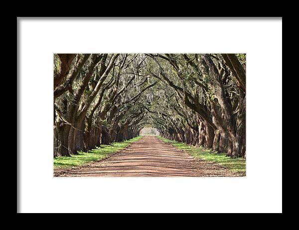 Oak Framed Print featuring the photograph Louisiana Oaks by Charlotte Schafer