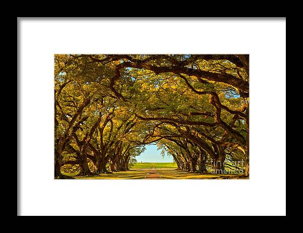 Tunnel Of Oak Trees Framed Print featuring the photograph Louisiana Tunnel Of Oaks by Adam Jewell