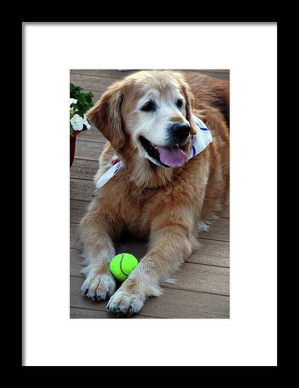 Dog Framed Print featuring the photograph Love 15 by Skip Willits
