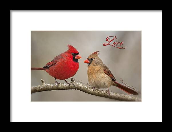 Cardinals Framed Print featuring the photograph Love by Bonnie Barry