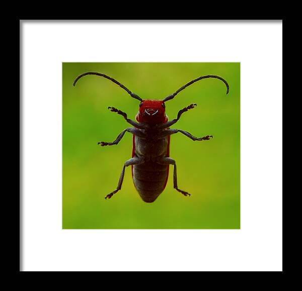 Milkweed Beetle Framed Print featuring the photograph Love Bug by Danielle R T Haney